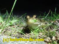 /home//u458753944/public_html/sourcegallery//Frogs/More bullfrogs/P7170993.JPG